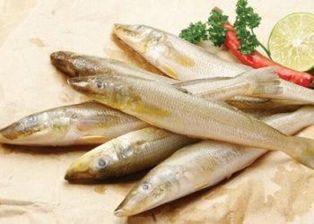 cá bống đục giá rẻ nhất bao nhiêu tiền