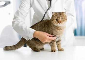 cách chữa mèo tiêu chảy có máu