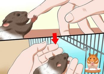 tại sao chuột hamster cắn