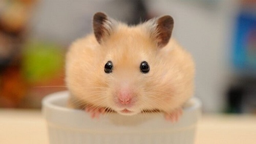 chuột hamster cắn