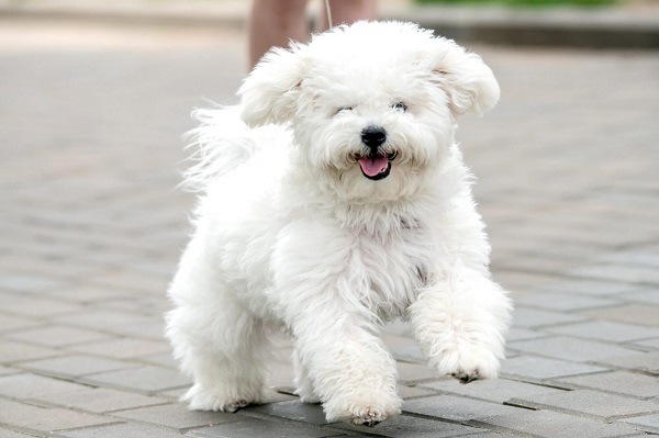 chó bichon