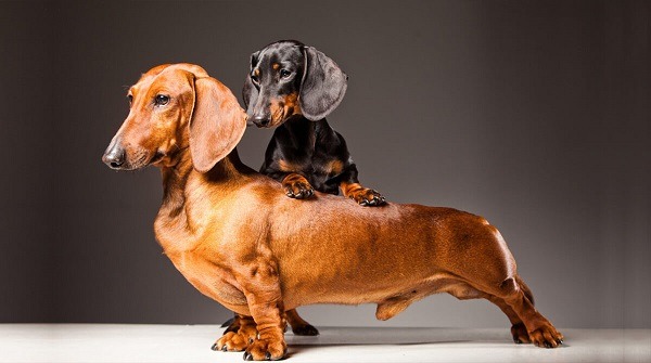 Dachshund