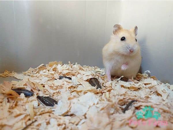 Hamster winter white