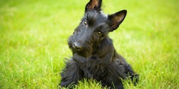 Scottish Terrier