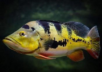 cá hoàng bảo yến