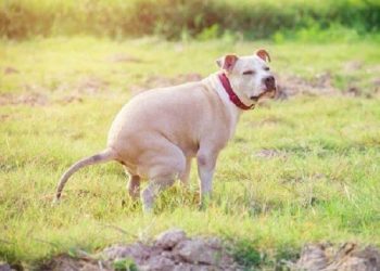 bệnh tiêu chảy ra máu ở chó