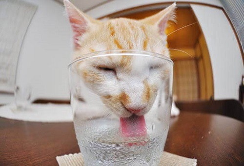 mèo uống orezol