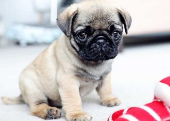 pug lông trắng tính cách