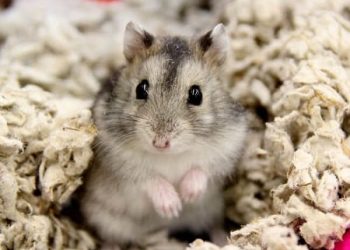 chuột Hamster Campell