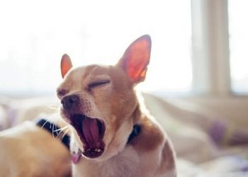 chó ho khạc như hóc xương