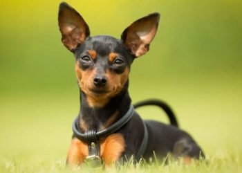 ngoại hình minpin