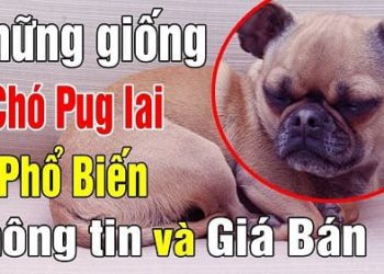 pug lai