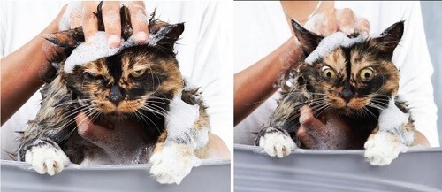 chọn dầu tắm cho mèo cần lưu ý gì