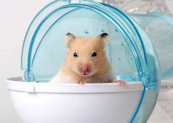 cách tắm cho hamster