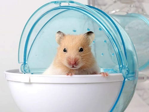 lý do phải tắm cho hamster