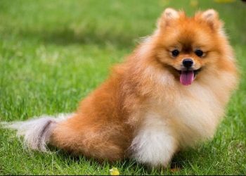 phốc sóc mặt gấu