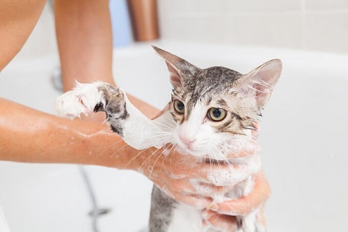 thường xuyên tắm cho mèo