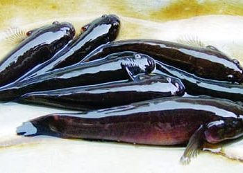 cá bống bớp