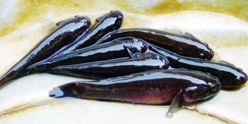 cá bống bớp