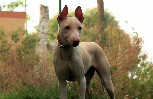 Jonangi dog