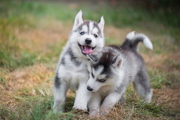 giá bán chó lalaska và husky