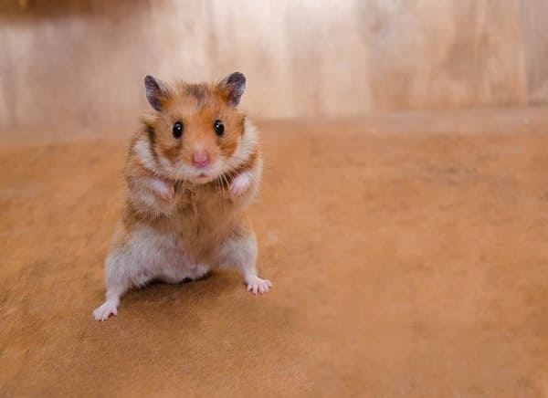 chuột hamster bị rụng lông