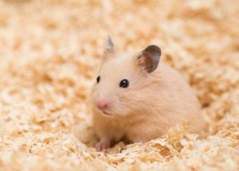 stressed hamster