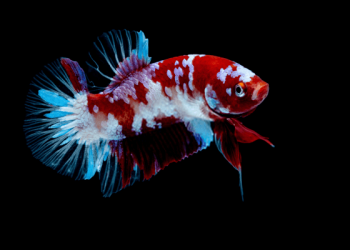 betta koi