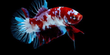 betta koi