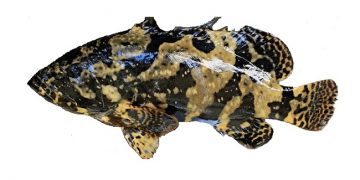 cá mú trân châu