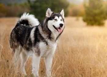 10+ Giống chó Alaska Lai: Đẹp, Khôn, Đáng yêu, Giá rẻ