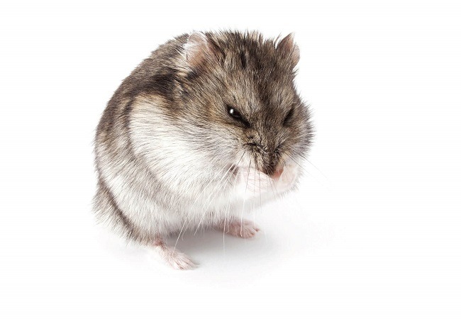 Chuột Hamster Bị Ngứa: 7 Nguyên nhân, 3 Cách điều trị