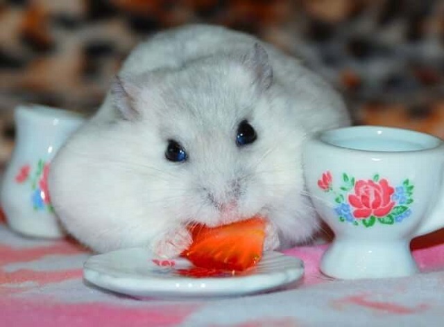 hamster đồ ăn