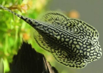 cá tỳ bà bướm