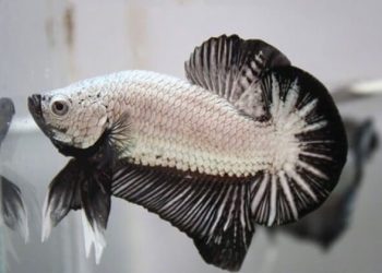 cá betta rồng đen