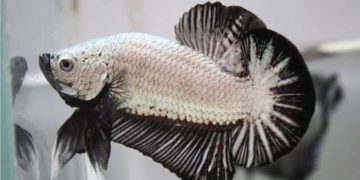 cá betta rồng đen