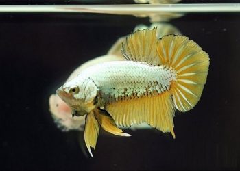 cá betta rồng vàng