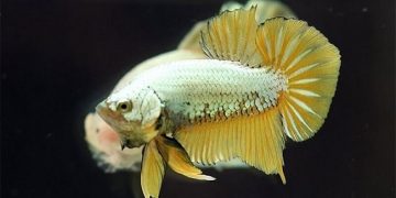 cá betta rồng vàng