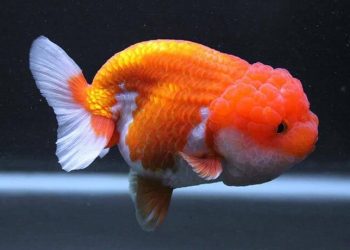 cá ranchu mini