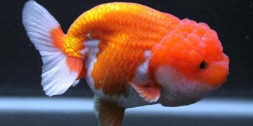 cá ranchu mini
