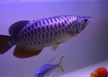 cá rồng bối tím