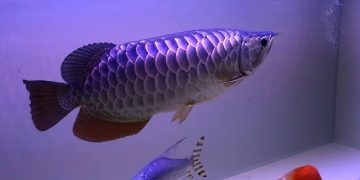 cá rồng bối tím