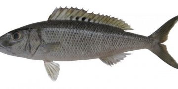 cá sọ dừa