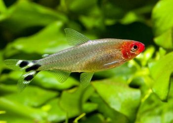 cá sóc đầu đỏ