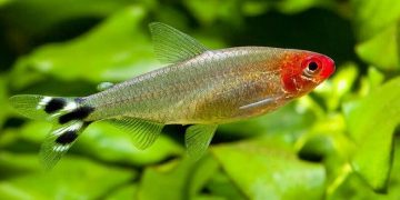 cá sóc đầu đỏ