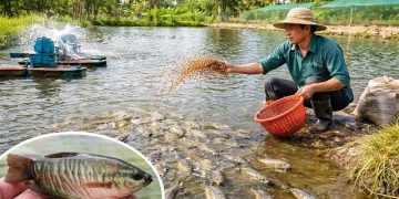 kỹ thuật nuôi cá sặc rằn
