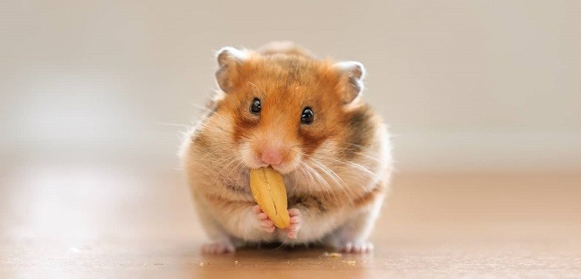 thói quen ăn uống hamster