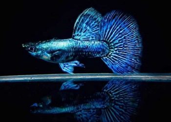 cá bảy màu rồng xanh indo