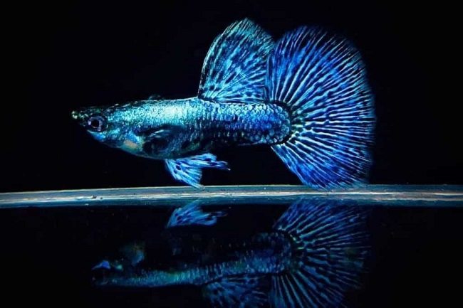  cá bảy màu rồng xanh indo