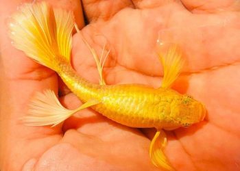 cá bảy màu full gold